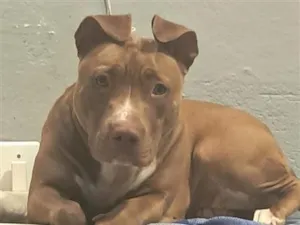 Cachorro raça Pit-Bull idade 2 anos nome Kiara