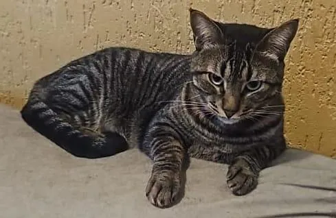 Gato raça SRD-ViraLata idade 3 anos nome Tigrão