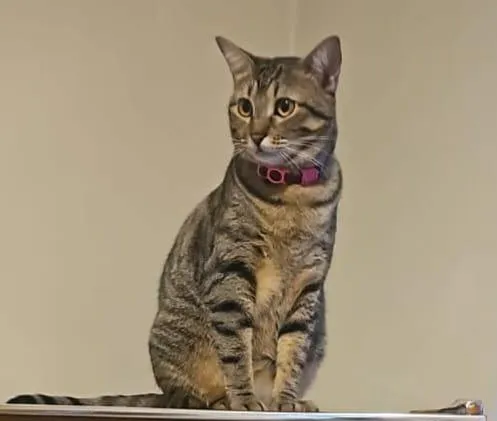 Gato raça SRD-ViraLata idade 3 anos nome Tigrão