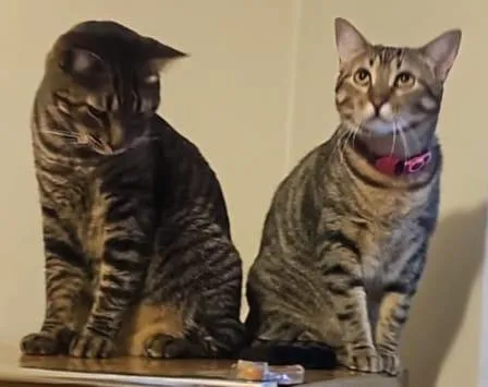 Gato raça SRD-ViraLata idade 3 anos nome Tigrão