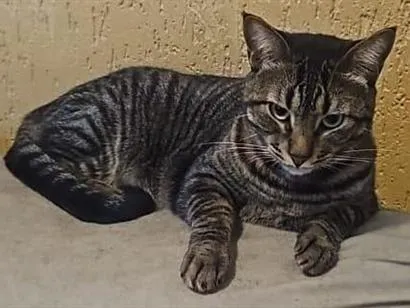 Gato raça SRD-ViraLata idade 3 anos nome Tigrão