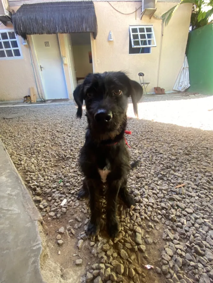 Cachorro raça SRD-ViraLata idade 2 a 6 meses nome nao tem ainda