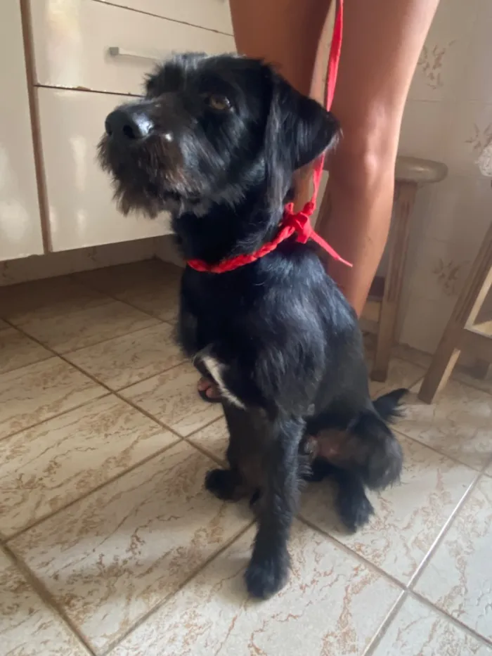 Cachorro raça SRD-ViraLata idade 2 a 6 meses nome nao tem ainda