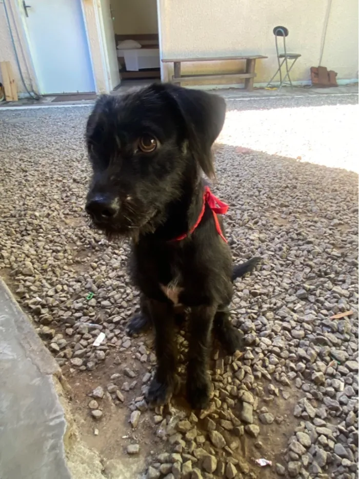 Cachorro raça SRD-ViraLata idade 2 a 6 meses nome nao tem ainda