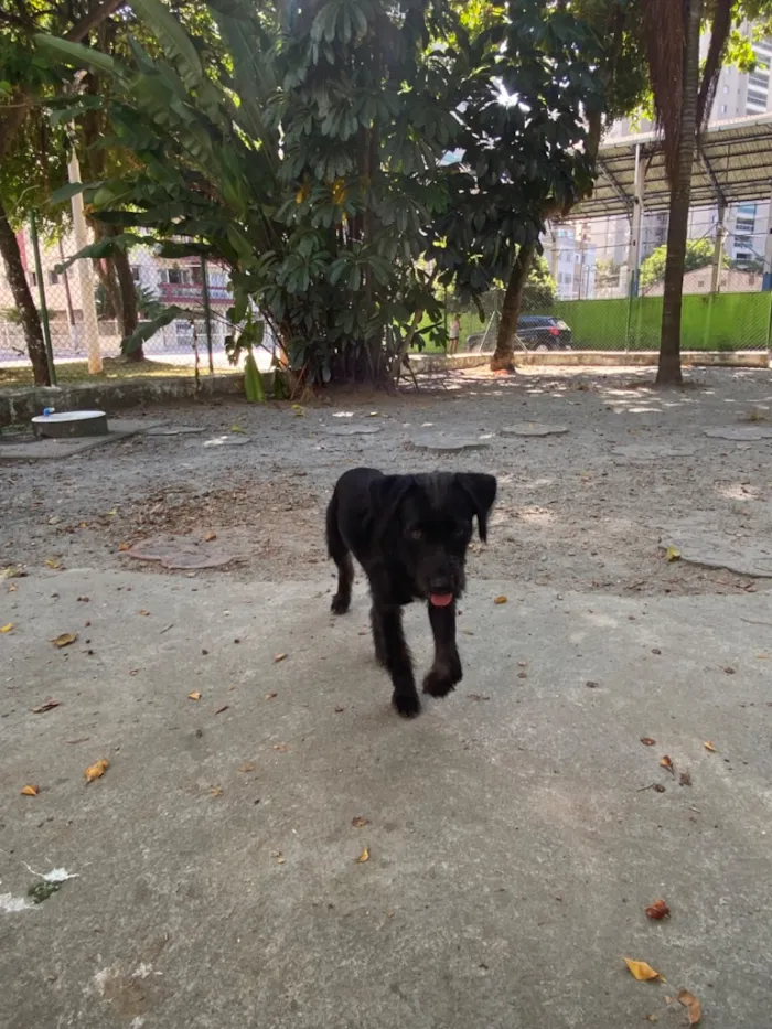 Cachorro raça SRD-ViraLata idade 2 a 6 meses nome nao tem ainda