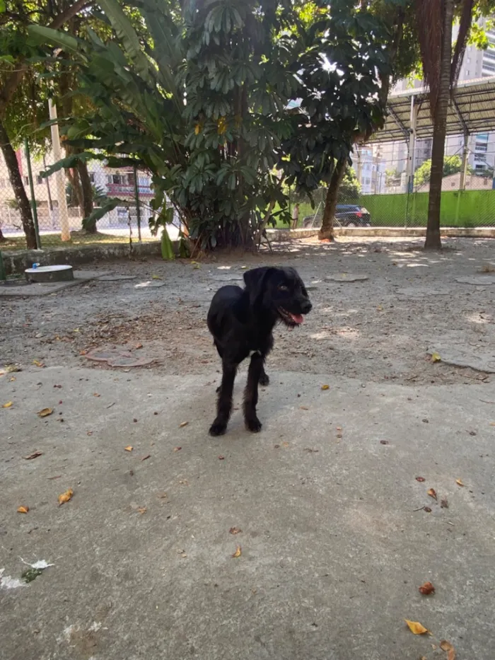 Cachorro raça SRD-ViraLata idade 2 a 6 meses nome nao tem ainda