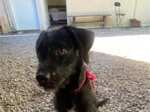 Cachorro raça SRD-ViraLata idade 2 a 6 meses nome nao tem ainda