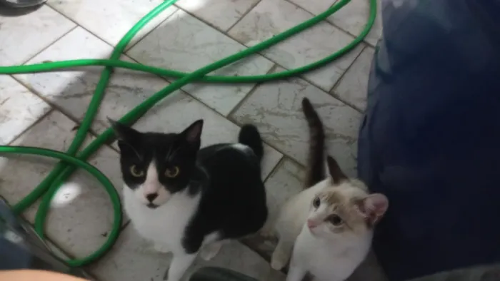 Gato raça SRD-ViraLata idade 2 a 6 meses nome Nathalia 