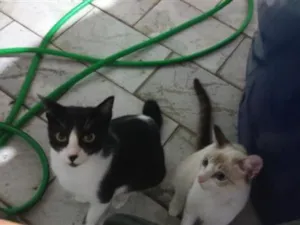 Gato raça SRD-ViraLata idade 2 a 6 meses nome Nathalia 