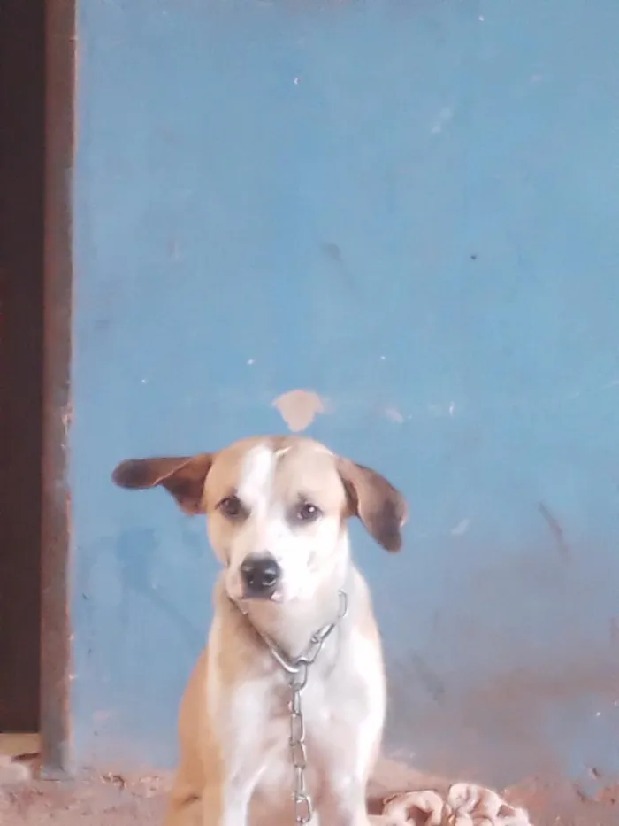 Cachorro raça SRD-ViraLata idade 1 ano nome Betove