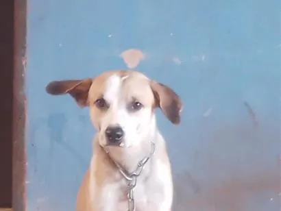 Cachorro raça SRD-ViraLata idade 1 ano nome Betove