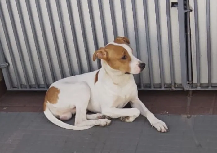 Cachorro raça SRD-ViraLata idade 1 ano nome Pipoca 1aninho um amor 
