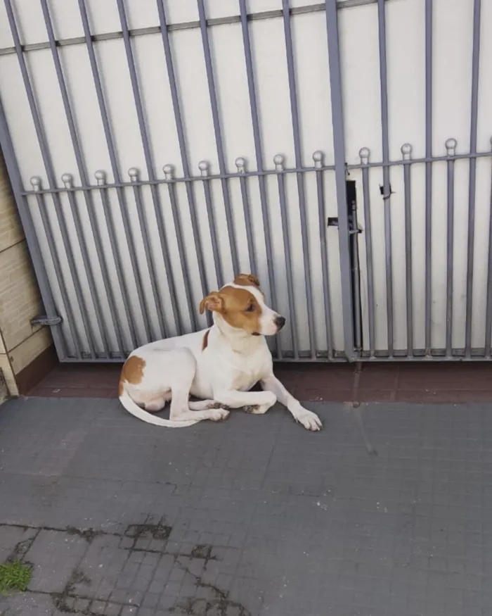 Cachorro raça SRD-ViraLata idade 1 ano nome Pipoca 1aninho um amor 