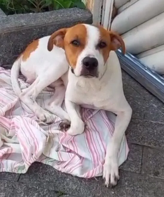 Cachorro raça SRD-ViraLata idade 1 ano nome Pipoca 1aninho um amor 