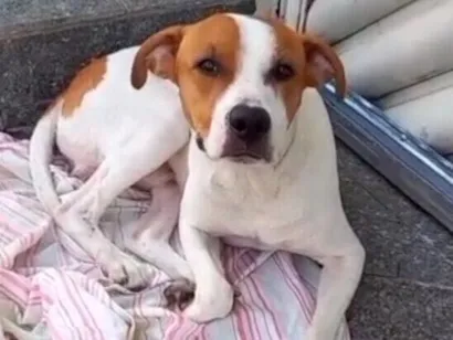 Cachorro raça SRD-ViraLata idade 1 ano nome Pipoca 1aninho um amor 