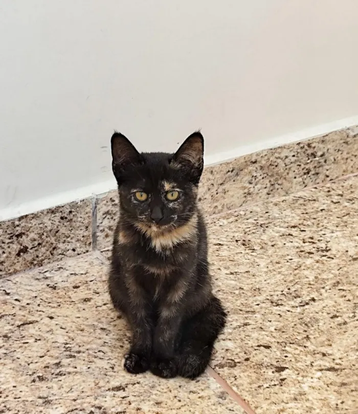 Gato raça SRD-ViraLata idade 2 a 6 meses nome Bia