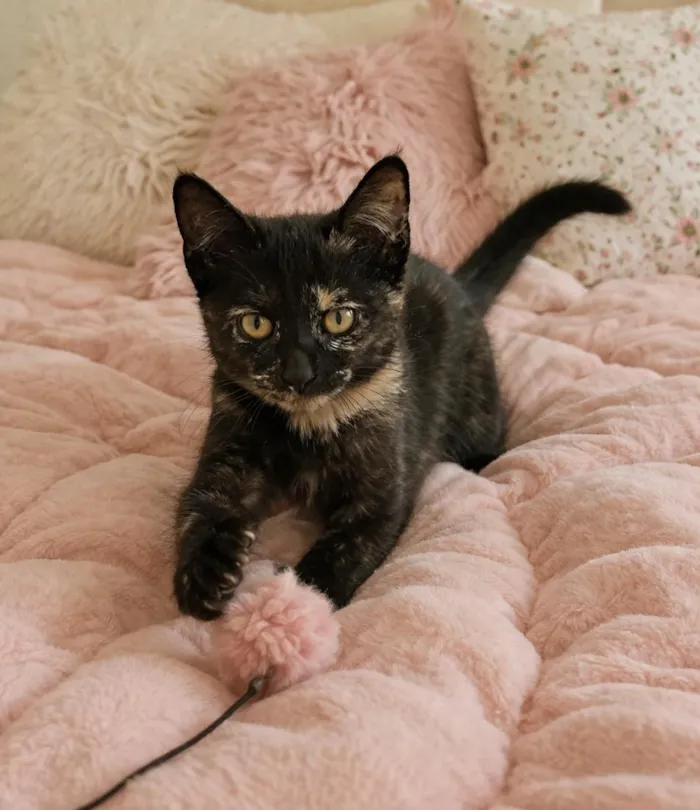 Gato raça SRD-ViraLata idade 2 a 6 meses nome Bia