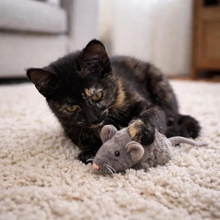 Gato raça SRD-ViraLata idade 2 a 6 meses nome Bia