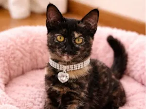 Gato raça SRD-ViraLata idade 2 a 6 meses nome Bia