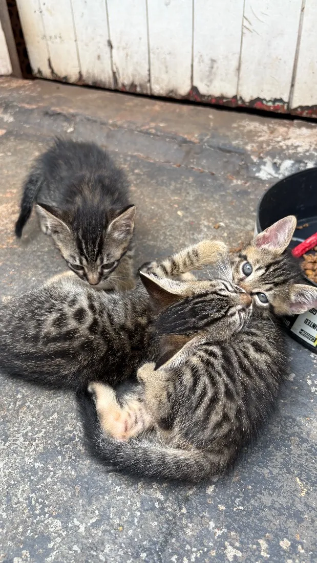 Gato raça SRD-ViraLata idade Abaixo de 2 meses nome Gatinhos