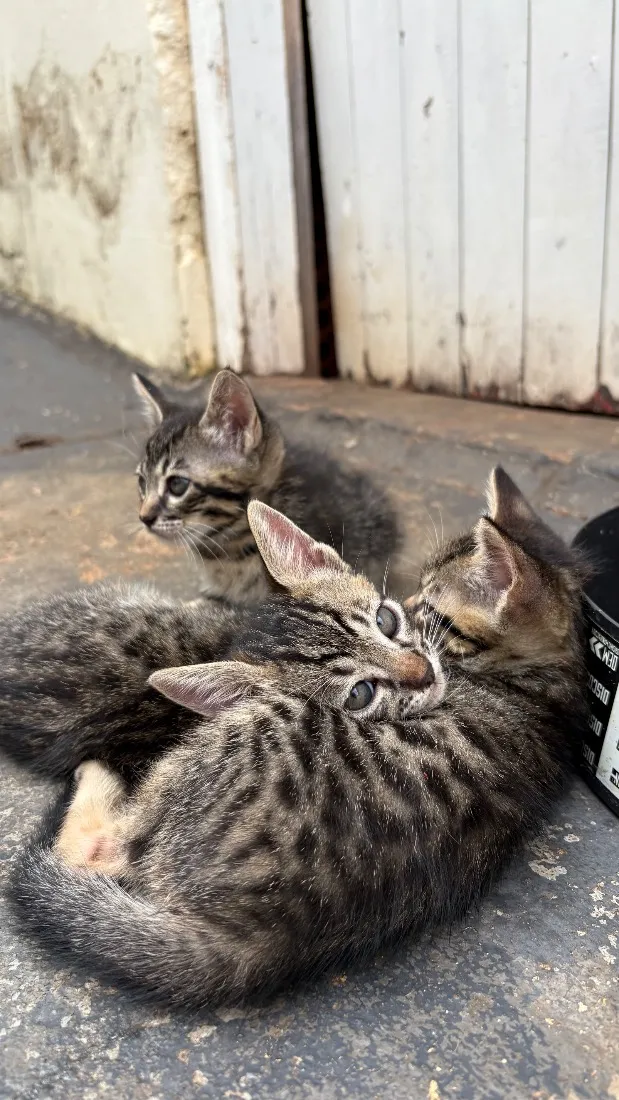 Gato raça SRD-ViraLata idade Abaixo de 2 meses nome Gatinhos