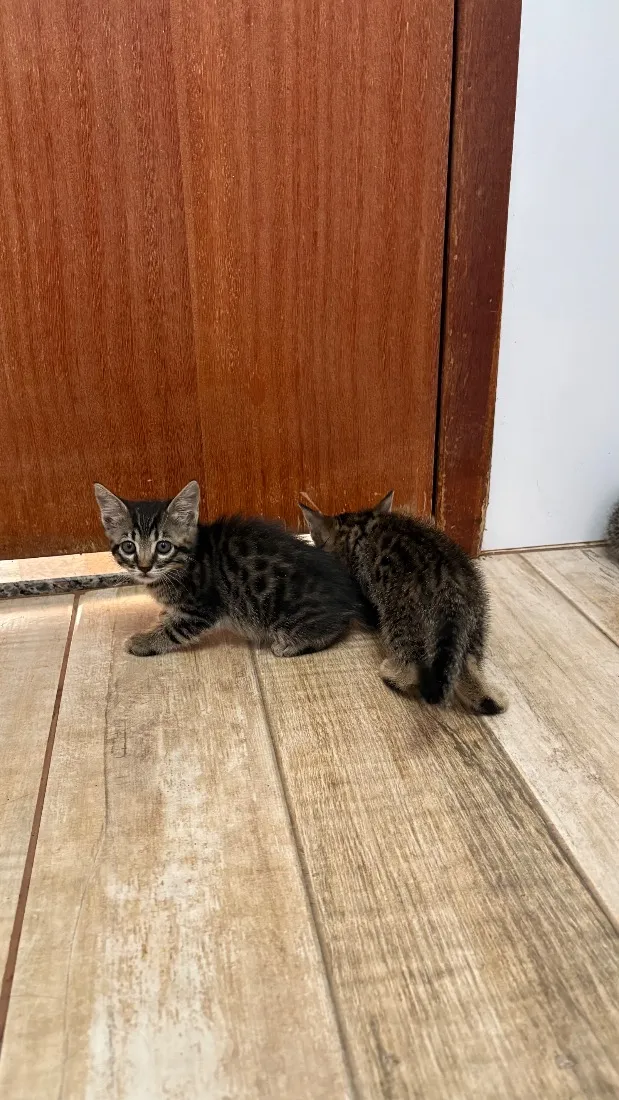 Gato raça SRD-ViraLata idade Abaixo de 2 meses nome Gatinhos