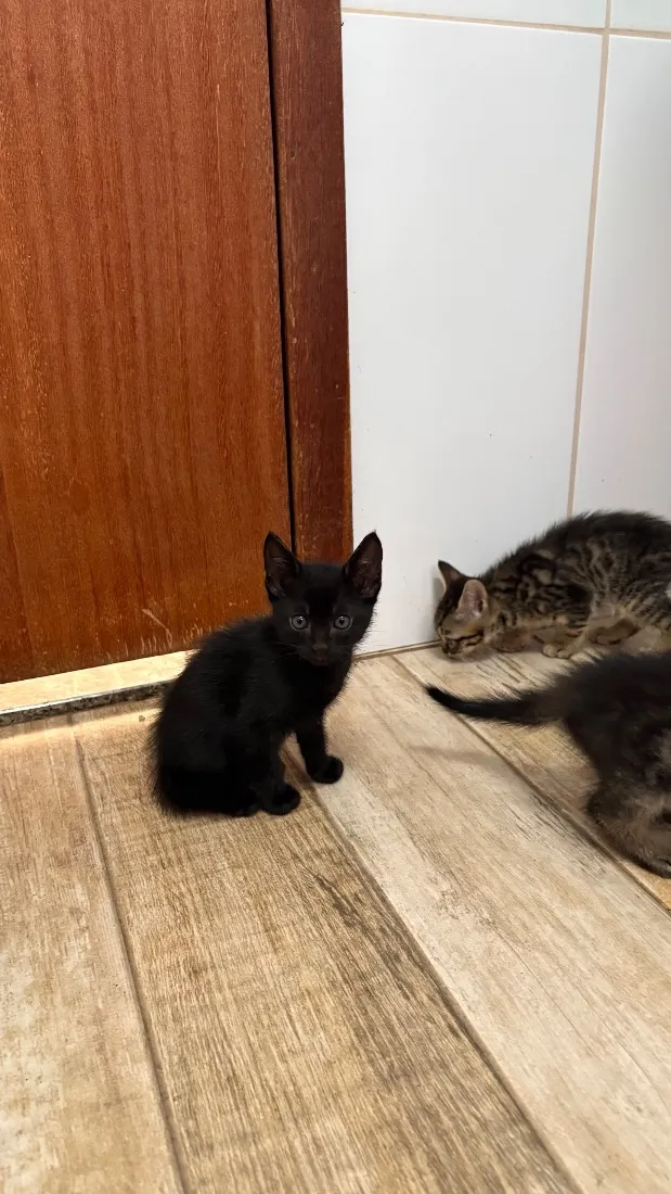 Gato raça SRD-ViraLata idade Abaixo de 2 meses nome Gatinhos