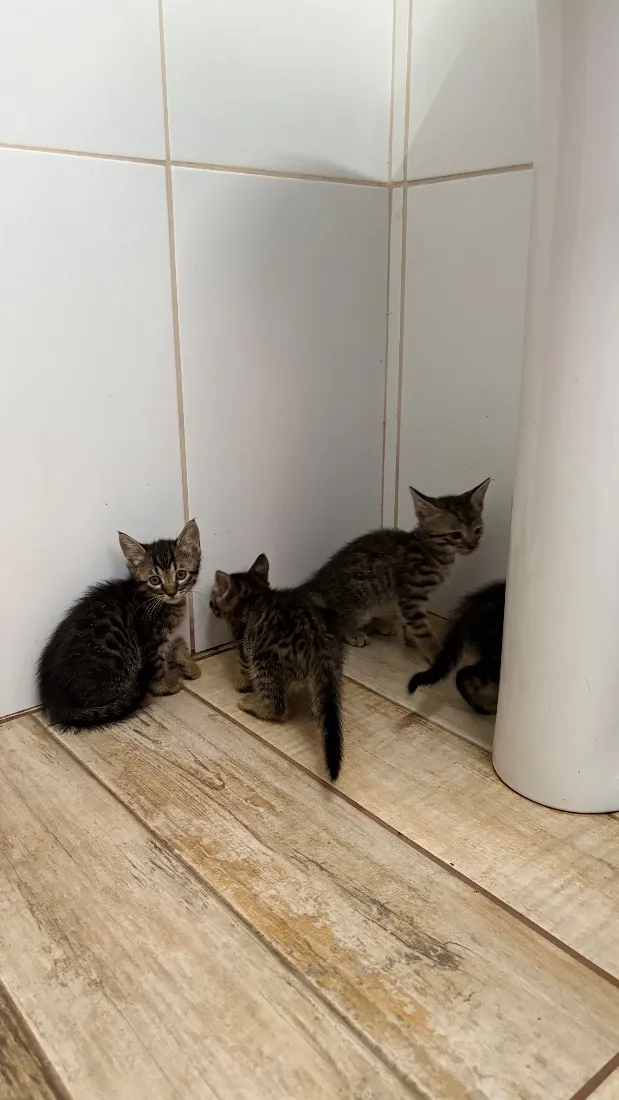 Gato raça SRD-ViraLata idade Abaixo de 2 meses nome Gatinhos