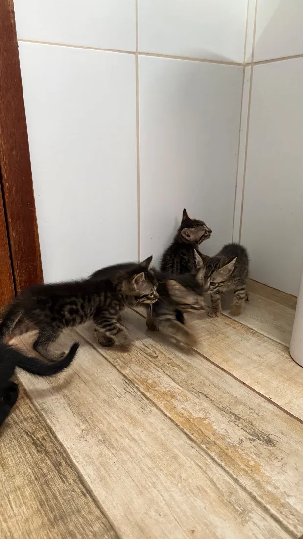 Gato raça SRD-ViraLata idade Abaixo de 2 meses nome Gatinhos