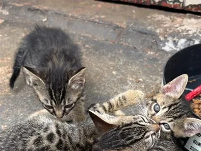 Gato raça SRD-ViraLata idade Abaixo de 2 meses nome Gatinhos