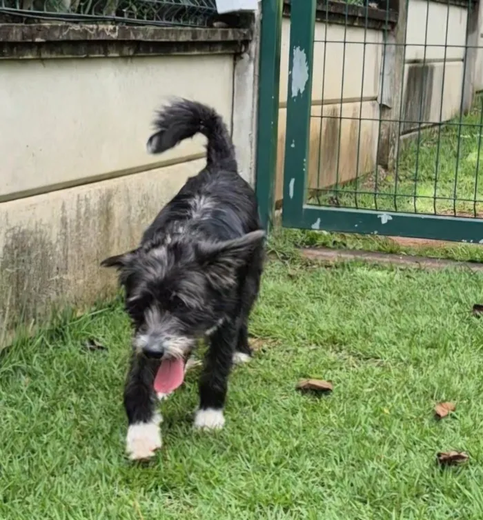 Cachorro raça SRD-ViraLata idade 2 anos nome Amora