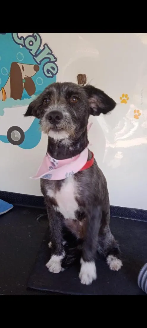 Cachorro raça SRD-ViraLata idade 2 anos nome Amora