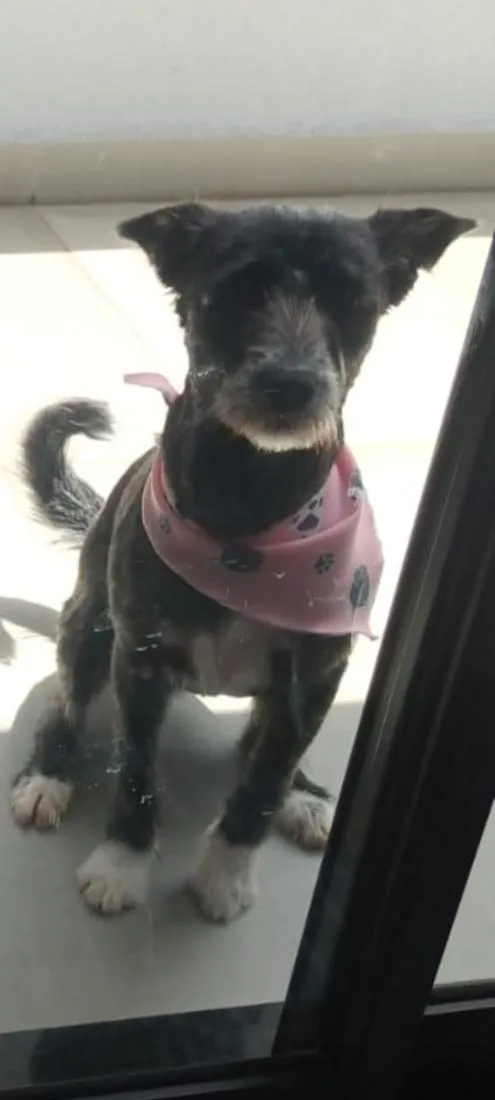 Cachorro raça SRD-ViraLata idade 2 anos nome Amora