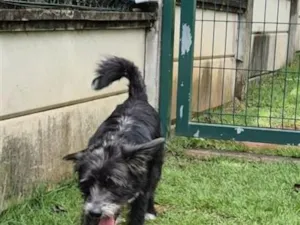 Cachorro raça SRD-ViraLata idade 2 anos nome Amora