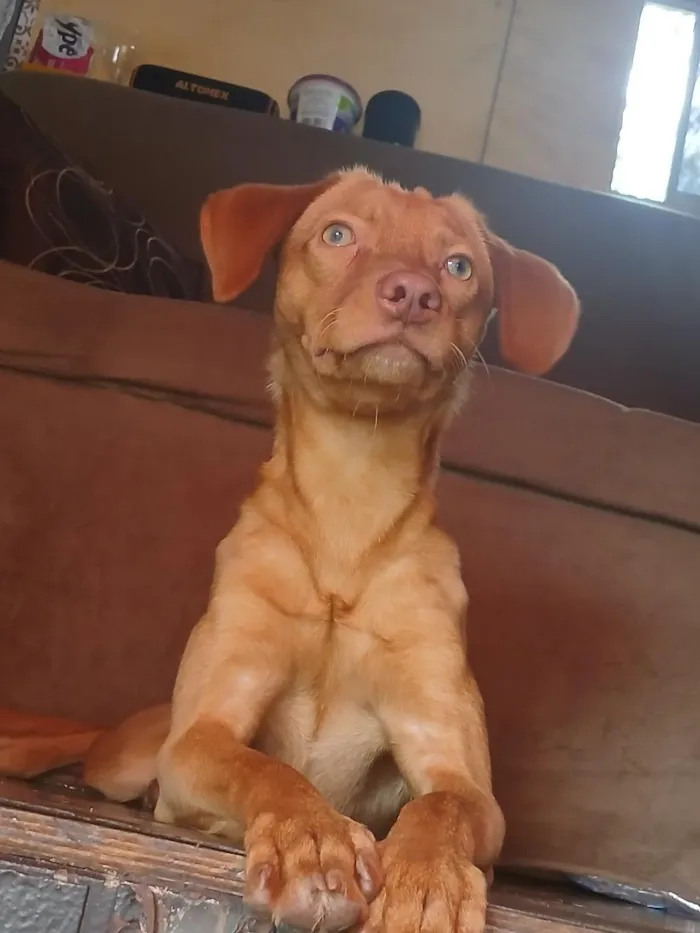 Cachorro raça Basset-Cofap idade 1 ano nome Thor