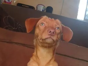 Cachorro raça Basset-Cofap idade 1 ano nome Thor