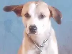 Cachorro raça SRD-ViraLata idade 1 ano nome Betove