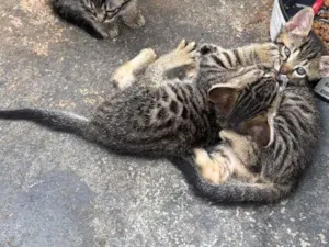 Gato raça SRD-ViraLata idade Abaixo de 2 meses nome Gatinhos