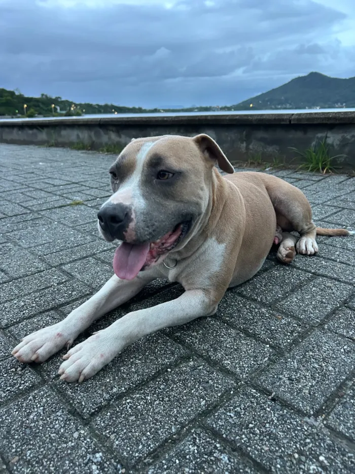 Cachorro raça Pit-Bull idade 2 anos nome Maui