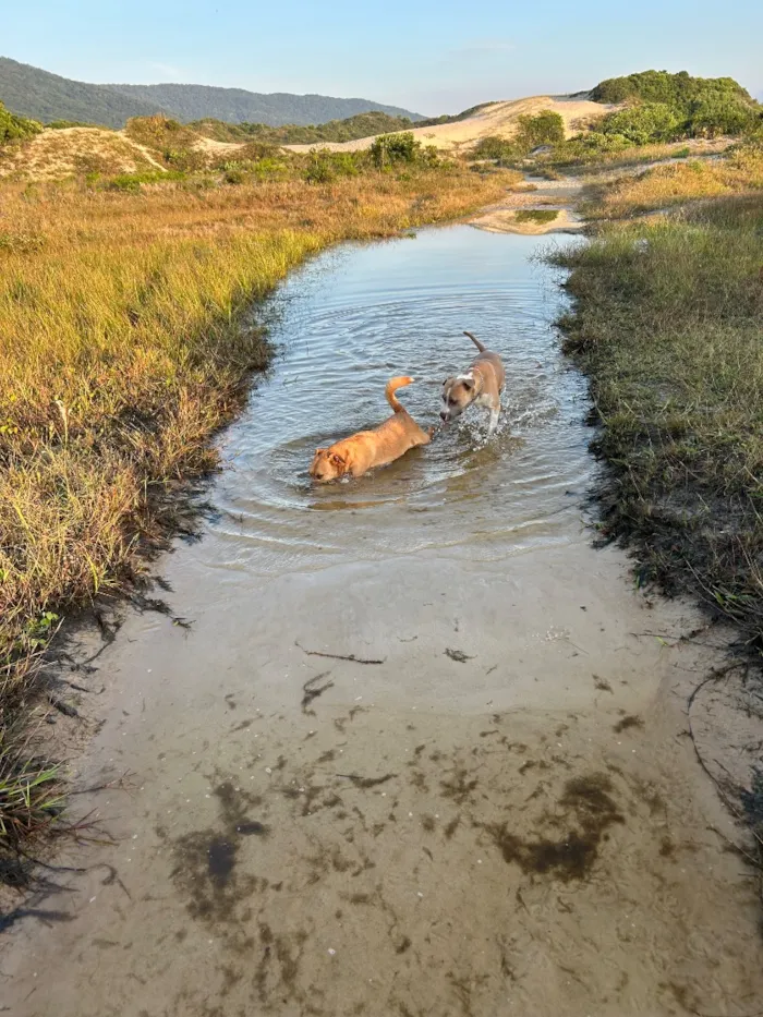 Cachorro raça Pit-Bull idade 2 anos nome Maui