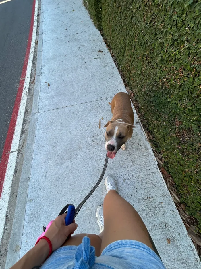 Cachorro raça Pit-Bull idade 2 anos nome Maui