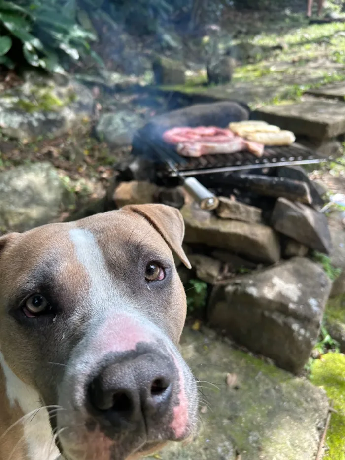 Cachorro raça Pit-Bull idade 2 anos nome Maui