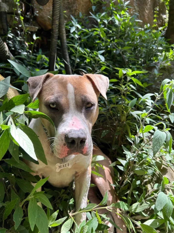 Cachorro raça Pit-Bull idade 2 anos nome Maui