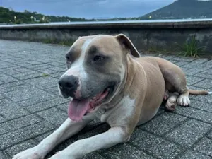 Cachorro raça Pit-Bull idade 2 anos nome Maui