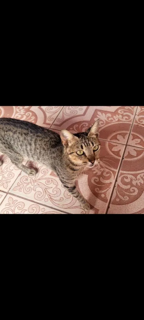 Gato raça SRD-ViraLata idade 1 ano nome sem nome