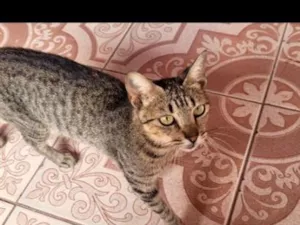 Gato raça SRD-ViraLata idade 1 ano nome sem nome