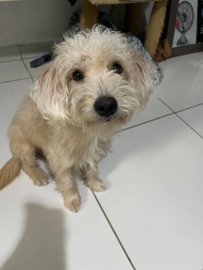 Cachorro raça SRD-ViraLata idade 7 a 11 meses nome Thor
