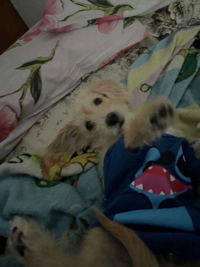 Cachorro raça SRD-ViraLata idade 7 a 11 meses nome Thor