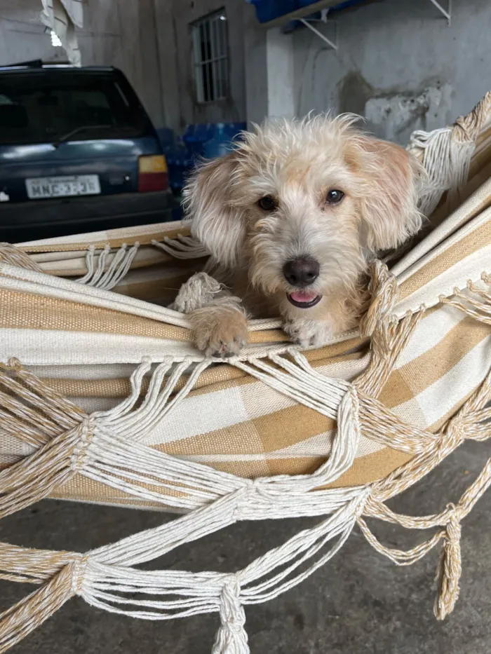 Cachorro raça SRD-ViraLata idade 7 a 11 meses nome Thor