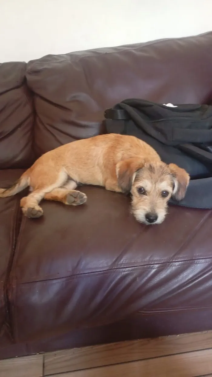 Cachorro raça SRD-ViraLata idade 7 a 11 meses nome não tem nome